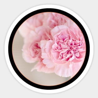 Circle of Light Pink Roses Sticker